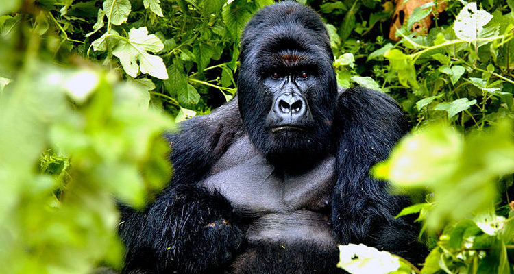 Gorilla Trekking (Volcanoes National Park)